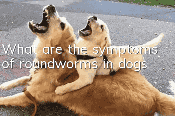 What are the symptoms of roundworms in dogs?