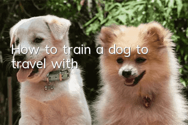 How to train a dog to travel with?