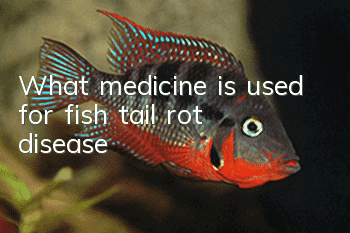 What medicine is used for fish tail rot disease?