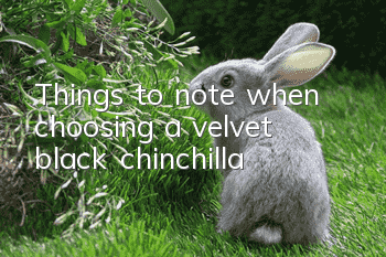 Things to note when choosing a velvet black chinchilla