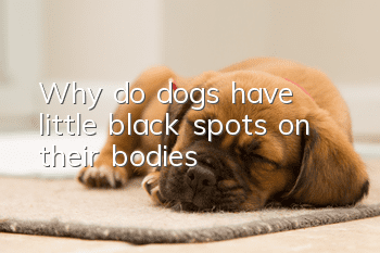 Why do dogs have little black spots on their bodies?