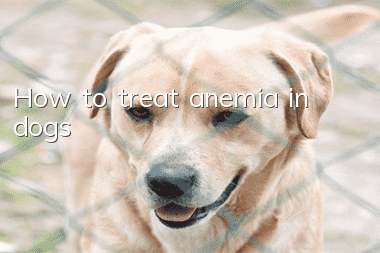 How to treat anemia in dogs