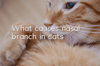 What causes nasal branch in cats