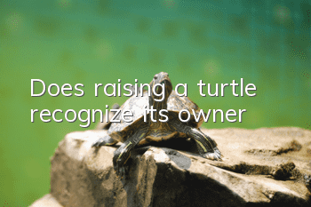 Does raising a turtle recognize its owner?