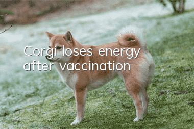 Corgi loses energy after vaccination