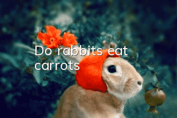 Do rabbits eat carrots?