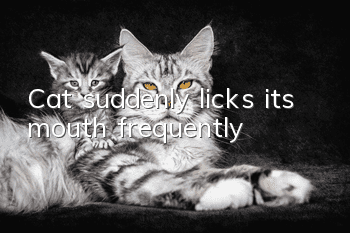 Cat suddenly licks its mouth frequently