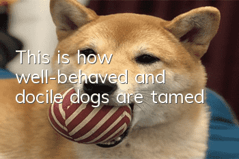 This is how well-behaved and docile dogs are tamed