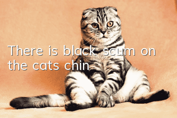 There is black scum on the cat’s chin