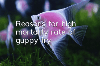 Reasons for high mortality rate of guppy fry