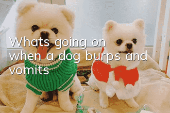 What's going on when a dog burps and vomits?