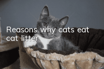 Reasons why cats eat cat litter