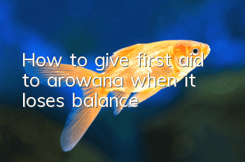 How to give first aid to arowana when it loses balance