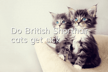 Do British Shorthair cats get sick?