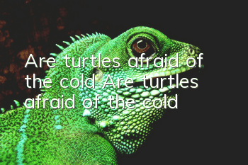 Are turtles afraid of the cold? Are turtles afraid of the cold?