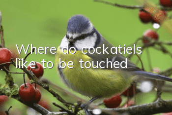 Where do cockatiels like to be touched?