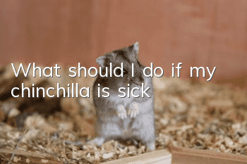 What should I do if my chinchilla is sick?