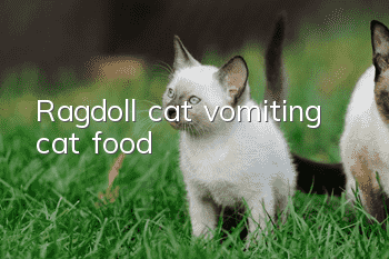 Ragdoll cat vomiting cat food