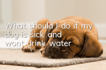 What should I do if my dog ​​is sick and won’t drink water?