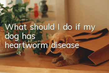 What should I do if my dog ​​has heartworm disease?