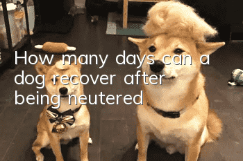 How many days can a dog recover after being neutered?