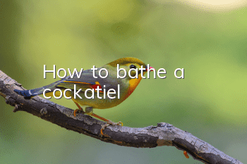 How to bathe a cockatiel