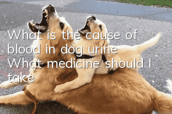 What is the cause of blood in dog urine? What medicine should I take?