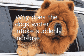 Why does the dog's water intake suddenly increase?