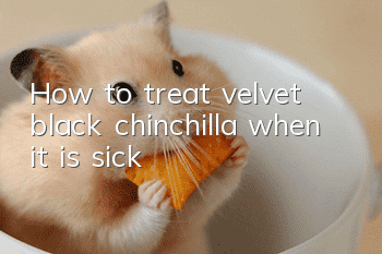 How to treat velvet black chinchilla when it is sick