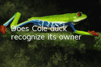 Does Cole duck recognize its owner?