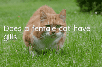 Does a female cat have gills?