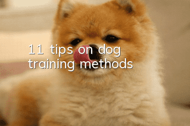 11 tips on dog training methods