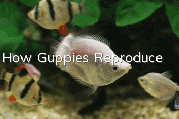 How Guppies Reproduce