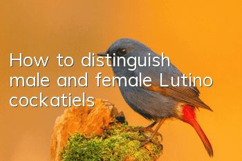 How to distinguish male and female Lutino cockatiels