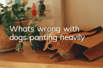 What's wrong with dogs panting heavily?