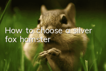 How to choose a silver fox hamster