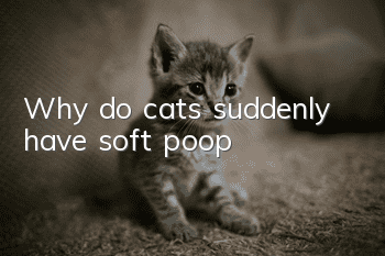 Why do cats suddenly have soft poop?