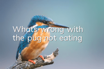 What's wrong with the pug not eating?