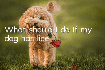 What should I do if my dog ​​has lice?