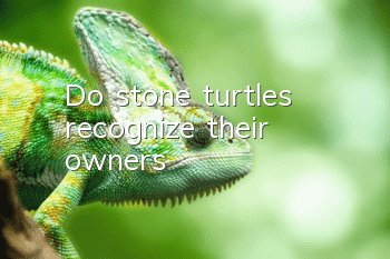 Do stone turtles recognize their owners?