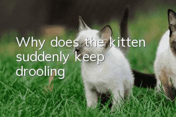 Why does the kitten suddenly keep drooling?