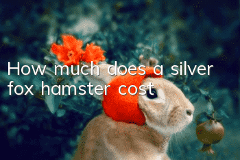 How much does a silver fox hamster cost?