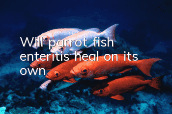 Will parrot fish enteritis heal on its own?