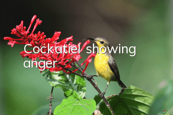 Cockatiel showing anger