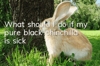 What should I do if my pure black chinchilla is sick?