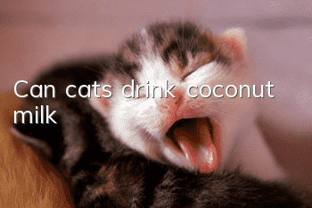 Can cats drink coconut milk?