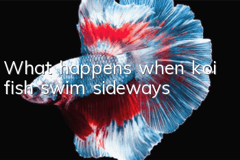 What happens when koi fish swim sideways?