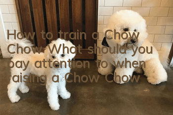 How to train a Chow Chow? What should you pay attention to when raising a Chow Chow?