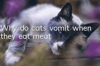 Why do cats vomit when they eat meat?