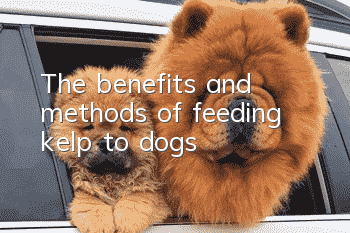 The benefits and methods of feeding kelp to dogs